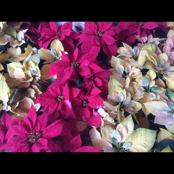 🛑SOLD VS PINK pups lot - Picture 4 of 4